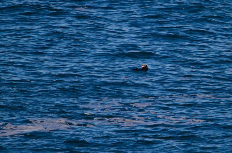 Sea Otter